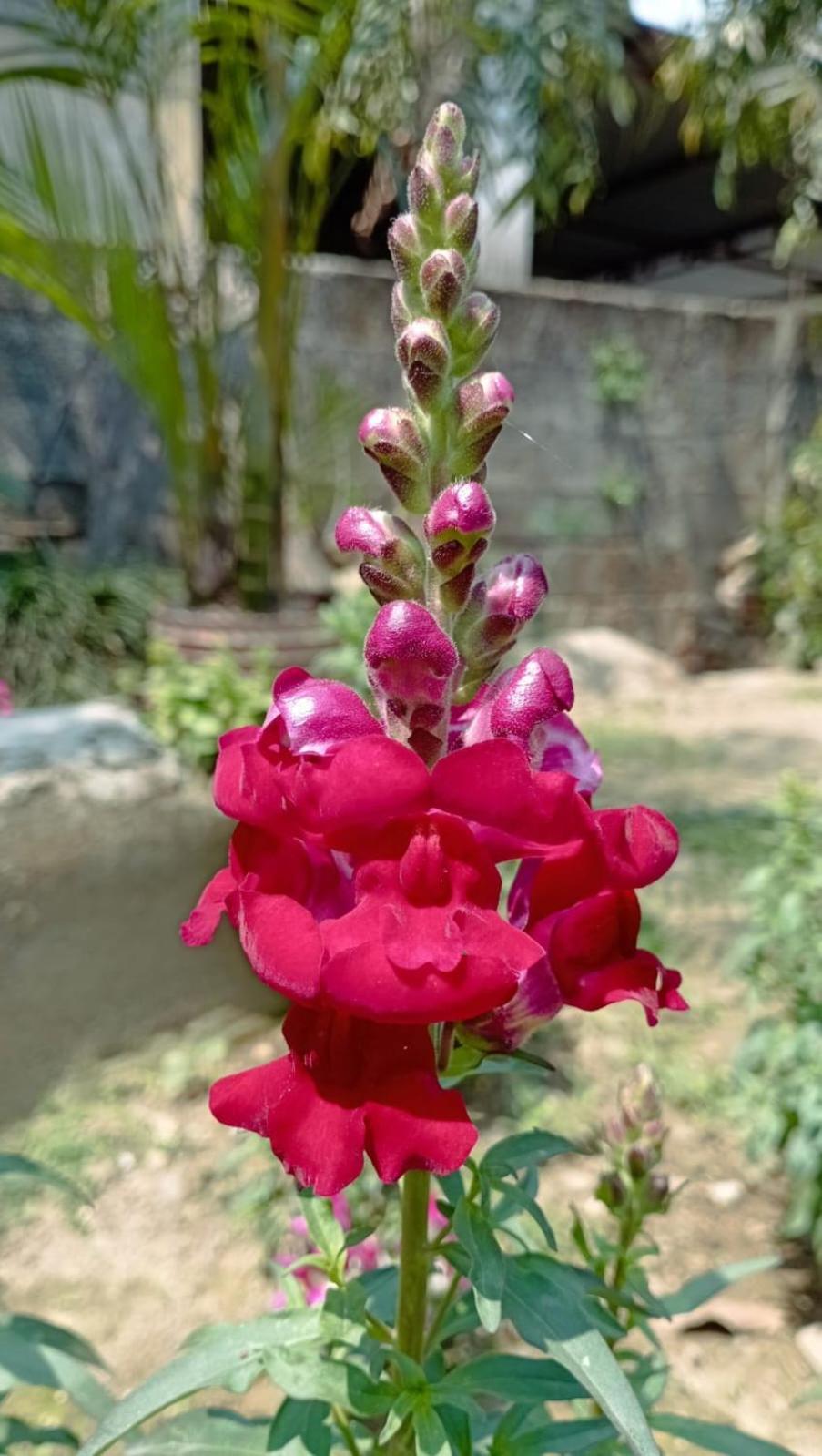 Cherry Garden Pokhara Exterior foto